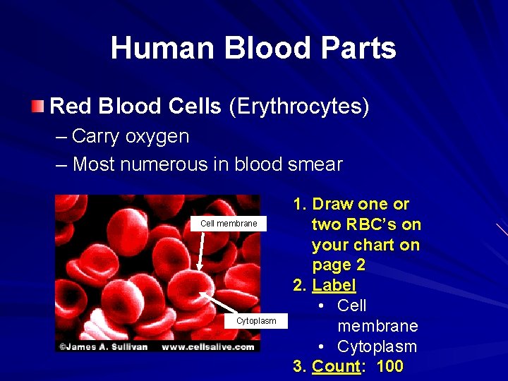 Human Blood Parts Red Blood Cells (Erythrocytes) – Carry oxygen – Most numerous in