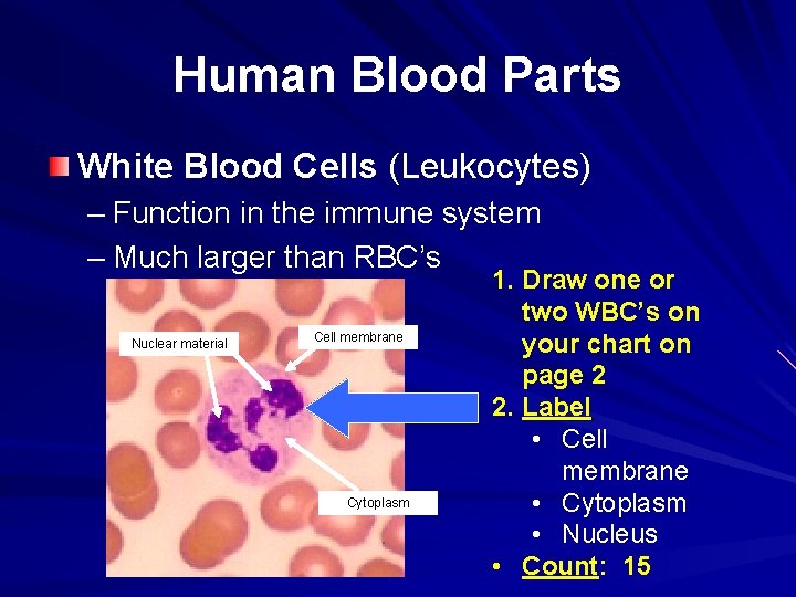 Human Blood Parts White Blood Cells (Leukocytes) – Function in the immune system –
