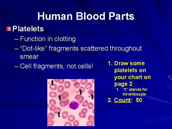Human Blood Parts Platelets – Function in clotting – “Dot-like” fragments scattered throughout smear