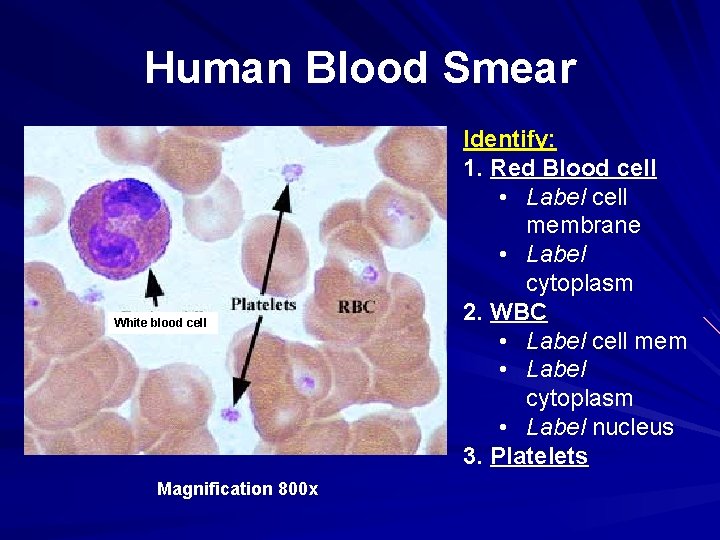 Human Blood Smear White blood cell Magnification 800 x Identify: 1. Red Blood cell