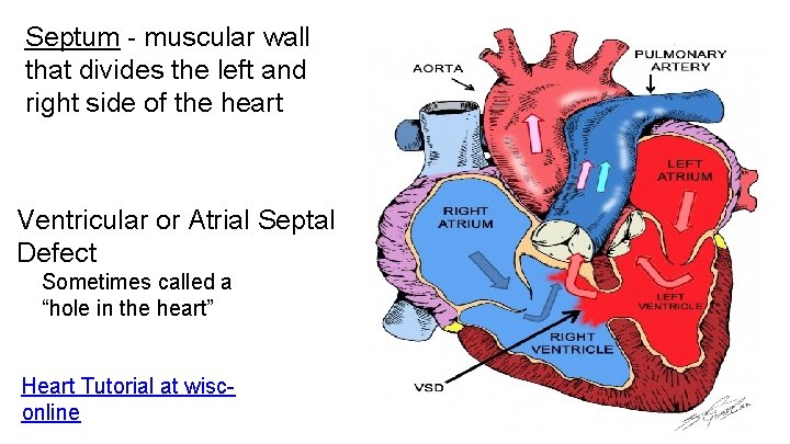 Septum - muscular wall that divides the left and right side of the heart