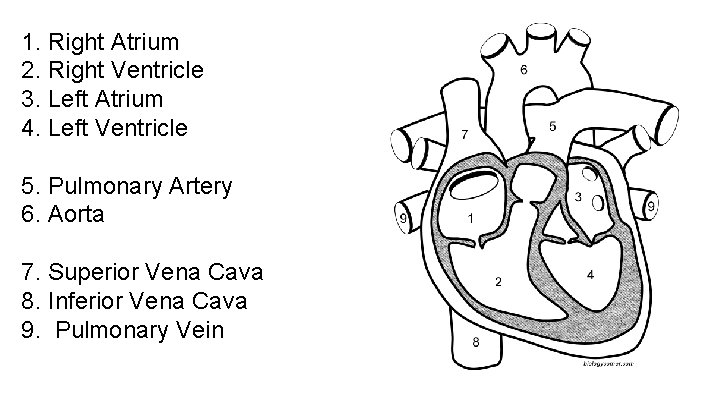 1. Right Atrium 2. Right Ventricle 3. Left Atrium 4. Left Ventricle 5. Pulmonary