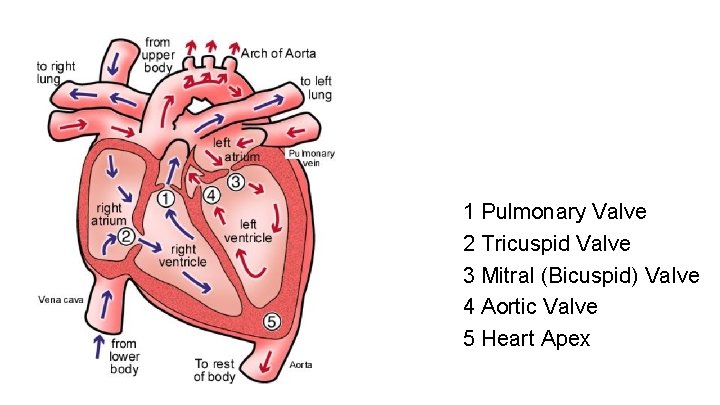 1 Pulmonary Valve 2 Tricuspid Valve 3 Mitral (Bicuspid) Valve 4 Aortic Valve 5