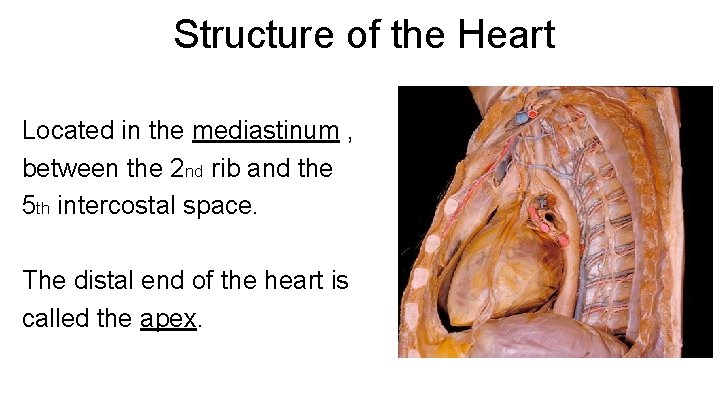 Structure of the Heart Located in the mediastinum , between the 2 nd rib