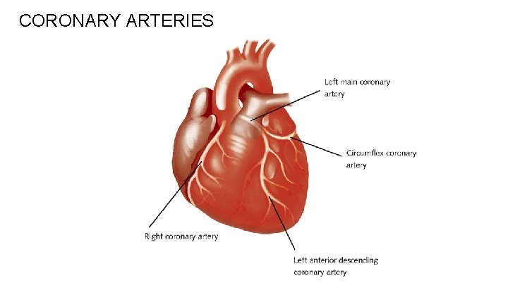 CORONARY ARTERIES 