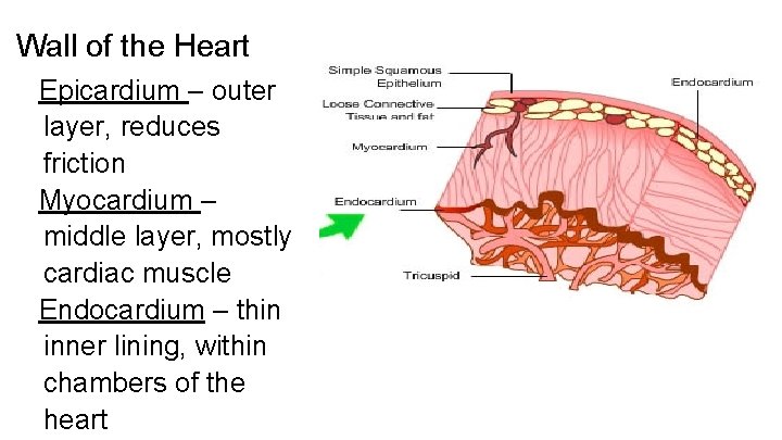 Wall of the Heart Epicardium – outer layer, reduces friction Myocardium – middle layer,