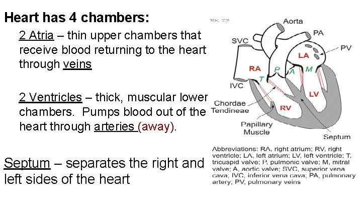 Heart has 4 chambers: 2 Atria – thin upper chambers that receive blood returning