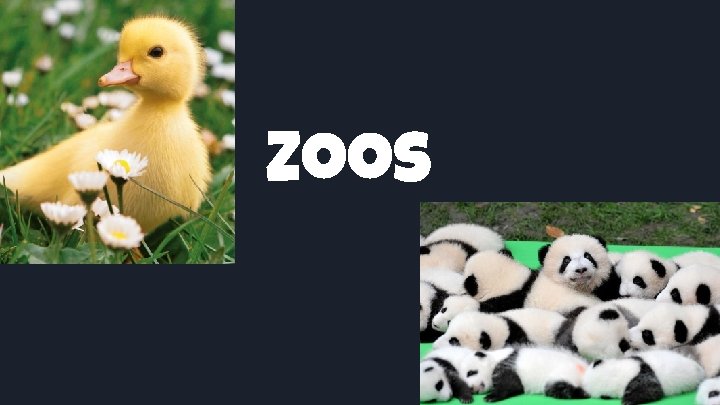 Zoos 