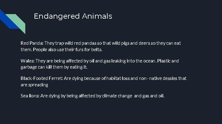 Endangered Animals Red Panda: They trap wild red pandas so that wild pigs and