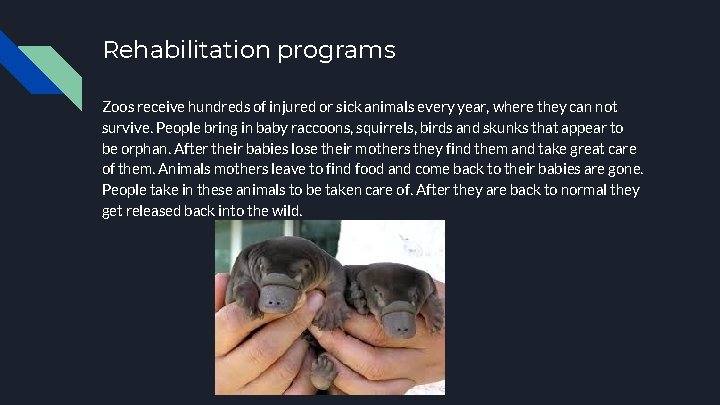 Rehabilitation programs Zoos receive hundreds of injured or sick animals every year, where they