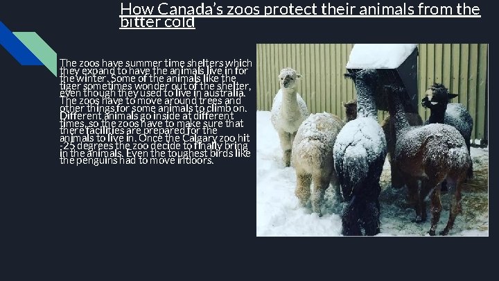 How Canada’s zoos protect their animals from the bitter cold The zoos have summer