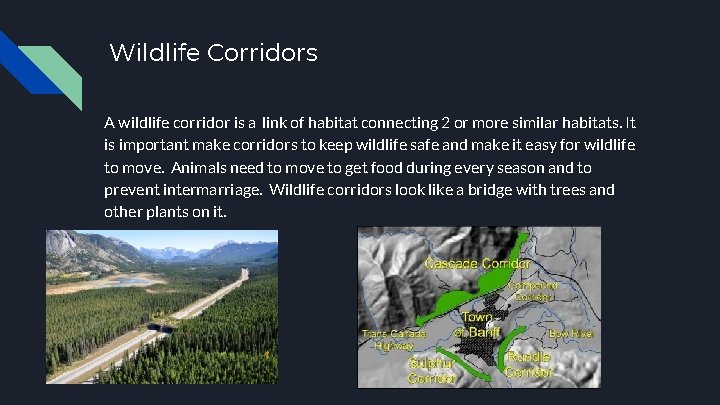 Wildlife Corridors A wildlife corridor is a link of habitat connecting 2 or more