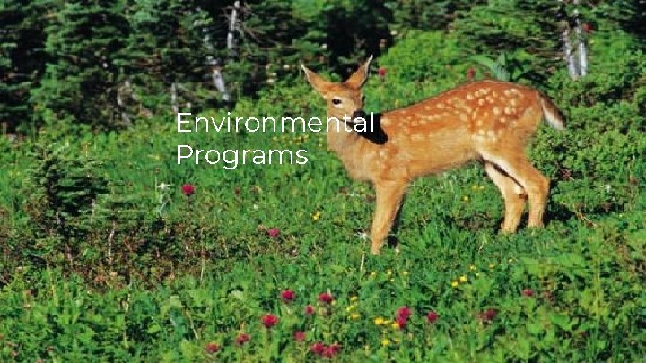 Environmental Programs 