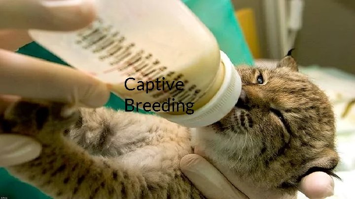 Captive Breeding 