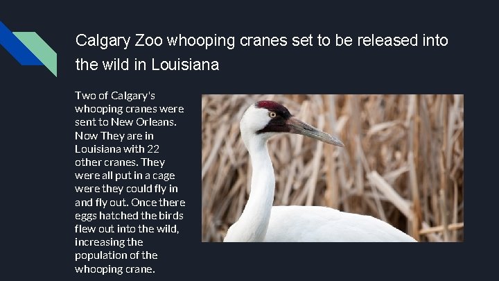 Calgary Zoo whooping cranes set to be released into the wild in Louisiana Two