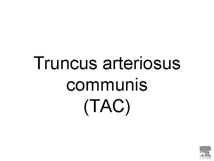 Truncus arteriosus communis (TAC) 