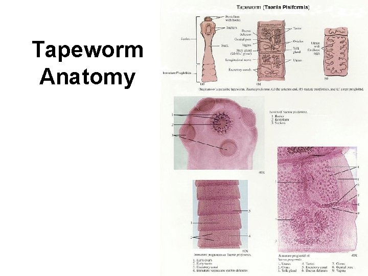 Tapeworm Anatomy 