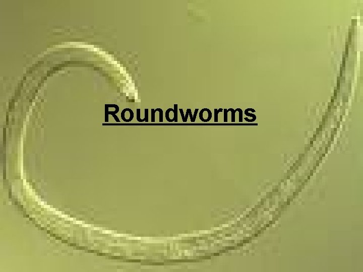 Roundworms 