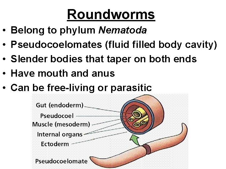 Roundworms • • • Belong to phylum Nematoda Pseudocoelomates (fluid filled body cavity) Slender