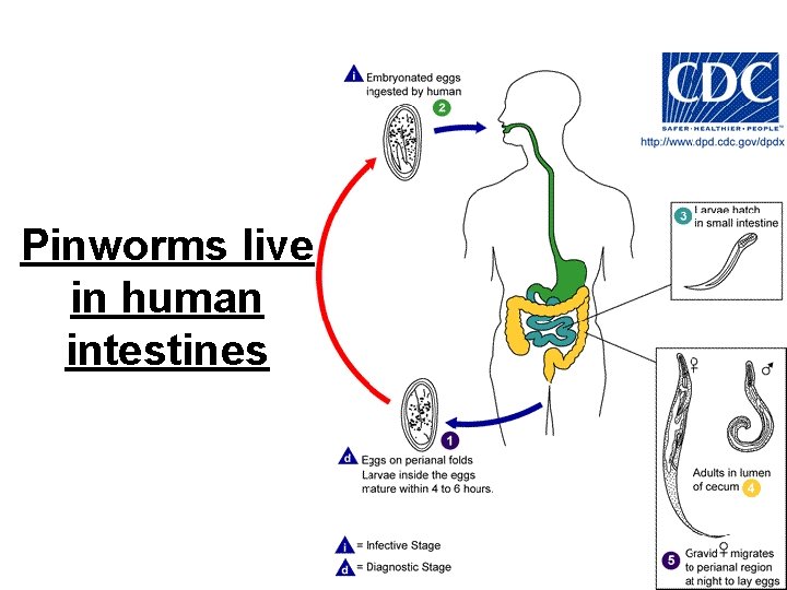 Pinworms live in human intestines 