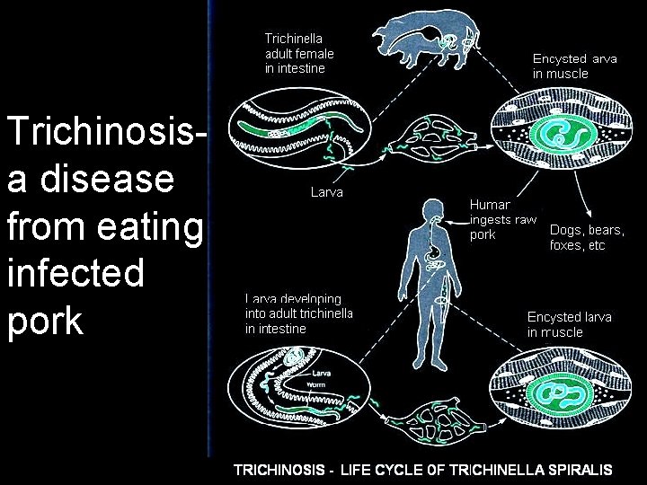Trichinosisa disease from eating infected pork 