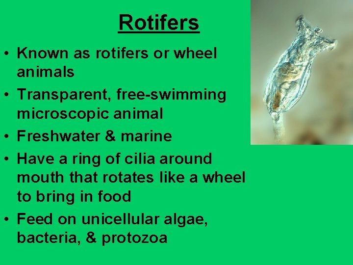 Rotifers • Known as rotifers or wheel animals • Transparent, free-swimming microscopic animal •