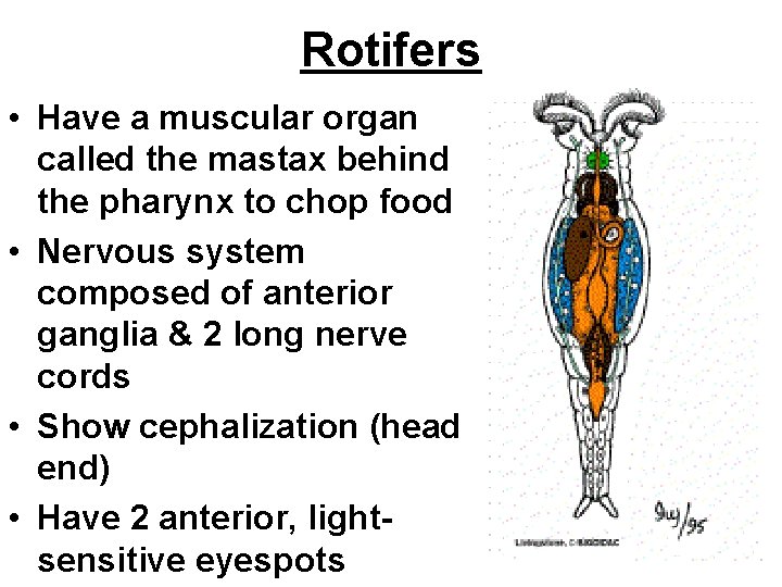 Rotifers • Have a muscular organ called the mastax behind the pharynx to chop