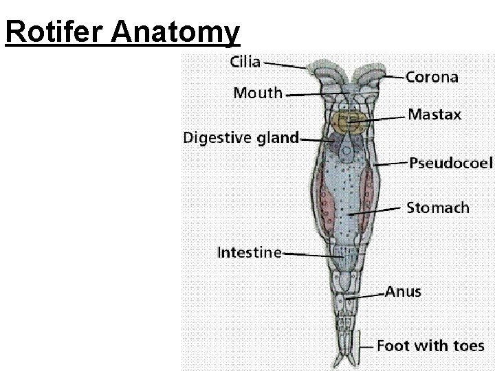 Rotifer Anatomy 