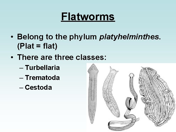 Flatworms • Belong to the phylum platyhelminthes. (Plat = flat) • There are three