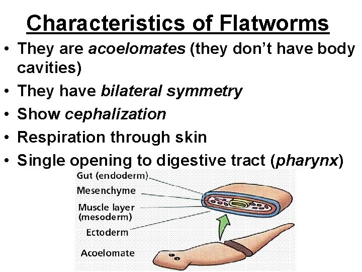 Characteristics of Flatworms • They are acoelomates (they don’t have body cavities) • They