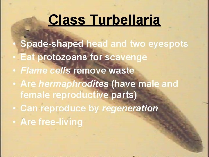 Class Turbellaria • • Spade-shaped head and two eyespots Eat protozoans for scavenge Flame