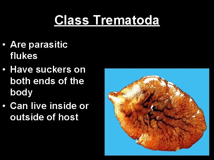 Class Trematoda • Are parasitic flukes • Have suckers on both ends of the