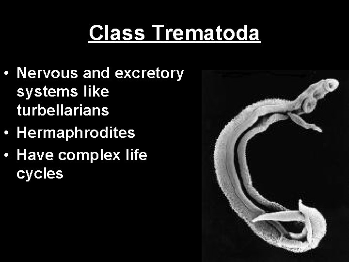 Class Trematoda • Nervous and excretory systems like turbellarians • Hermaphrodites • Have complex