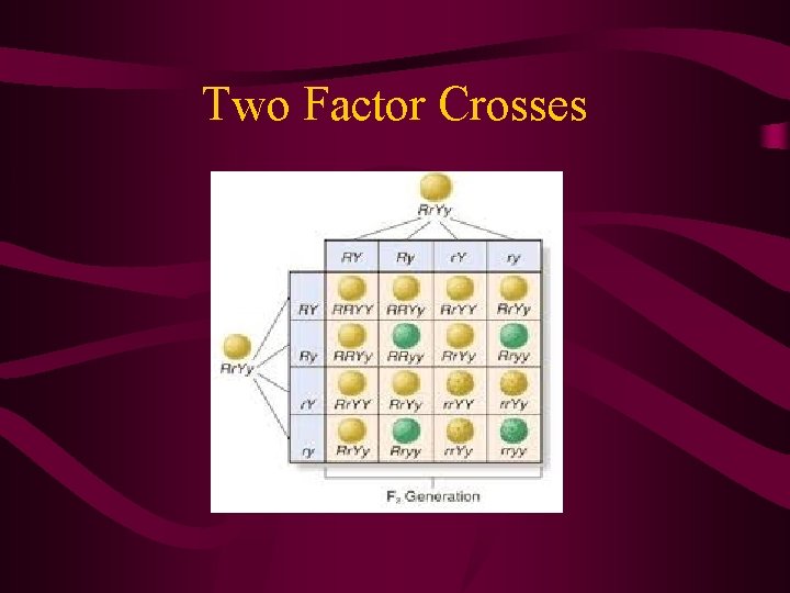 Two Factor Crosses 