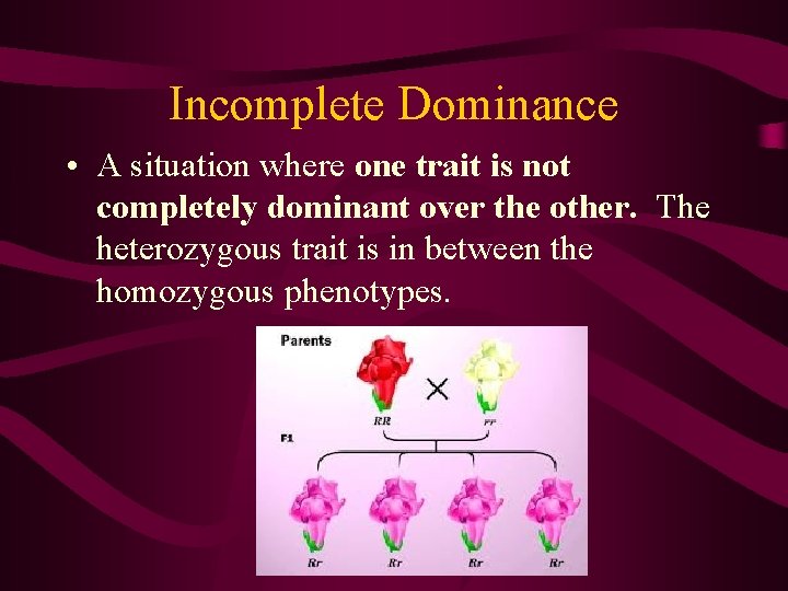 Incomplete Dominance • A situation where one trait is not completely dominant over the
