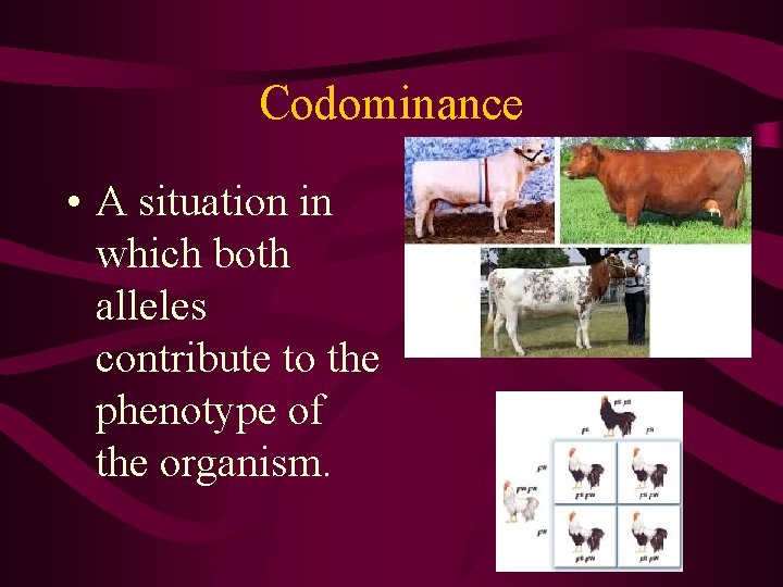 Codominance • A situation in which both alleles contribute to the phenotype of the