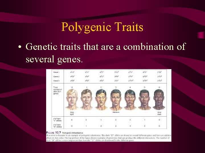 Polygenic Traits • Genetic traits that are a combination of several genes. 