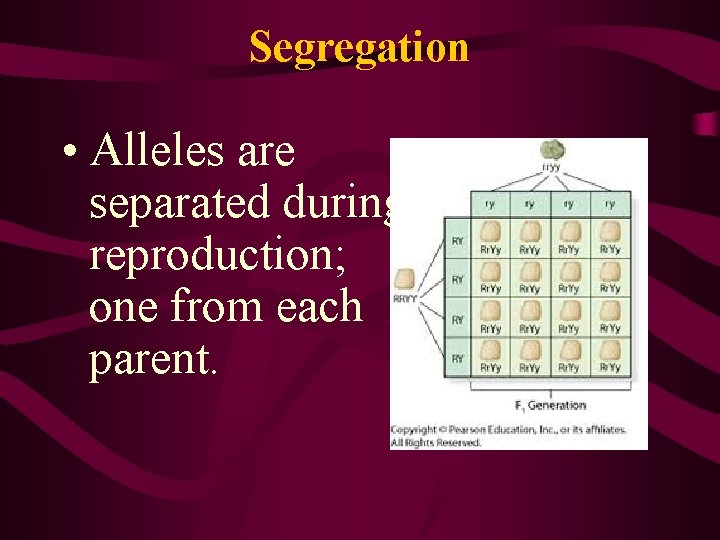 Segregation • Alleles are separated during reproduction; one from each parent. 