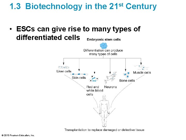 1. 3 Biotechnology in the 21 st Century • ESCs can give rise to