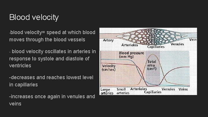 Blood velocity -blood velocity= speed at which blood moves through the blood vessels blood