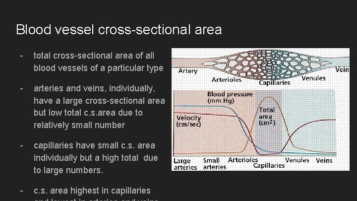 Blood vessel cross-sectional area - total cross-sectional area of all blood vessels of a