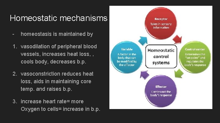 Homeostatic mechanisms - homeostasis is maintained by 1. vasodilation of peripheral blood vessels, increases