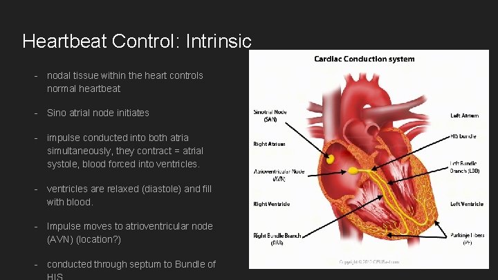 Heartbeat Control: Intrinsic - nodal tissue within the heart controls normal heartbeat - Sino