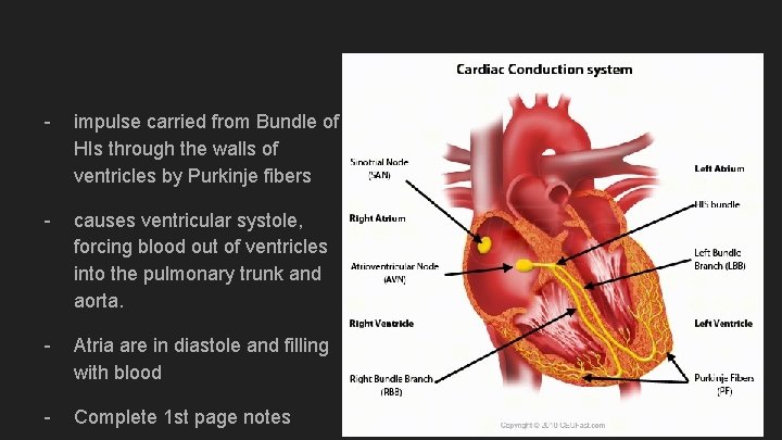 - impulse carried from Bundle of HIs through the walls of ventricles by Purkinje - impulse carried from Bundle of HIs through the walls of ventricles by Purkinje