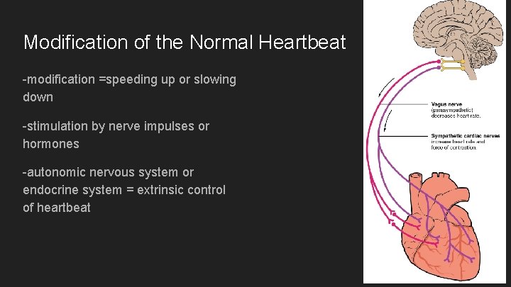 Modification of the Normal Heartbeat -modification =speeding up or slowing down -stimulation by nerve
