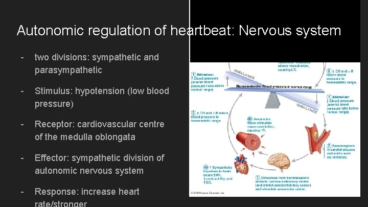 Autonomic regulation of heartbeat: Nervous system - two divisions: sympathetic and parasympathetic - Stimulus: