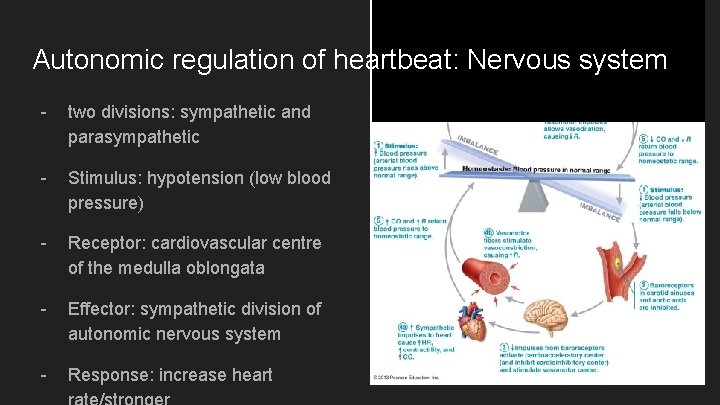 Autonomic regulation of heartbeat: Nervous system - two divisions: sympathetic and parasympathetic - Stimulus: Autonomic regulation of heartbeat: Nervous system - two divisions: sympathetic and parasympathetic - Stimulus:
