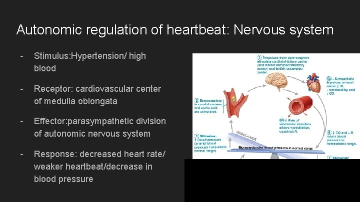 Autonomic regulation of heartbeat: Nervous system - Stimulus: Hypertension/ high blood - Receptor: cardiovascular