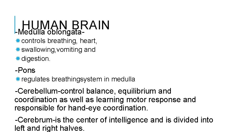 HUMAN BRAIN -Medulla oblongata controls breathing, heart, swallowing, vomiting and digestion. -Pons regulates breathingsystem