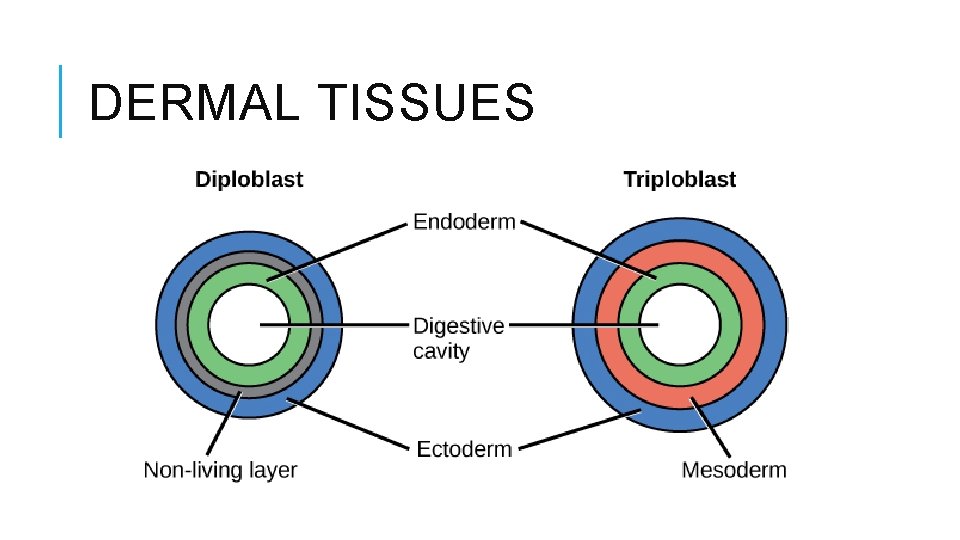 DERMAL TISSUES 